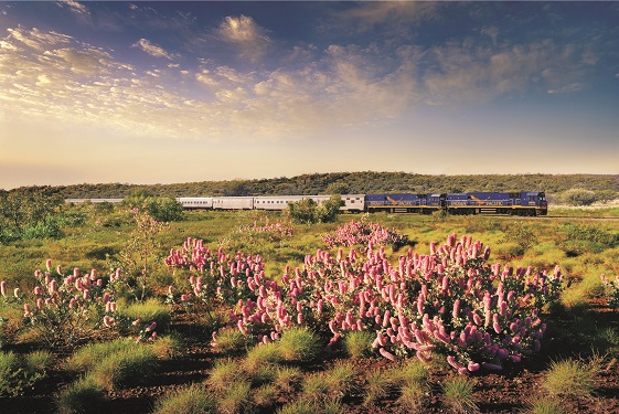 /Media/images/Wildflowers are a feature of the Indian Pacific trip in spring..jpg